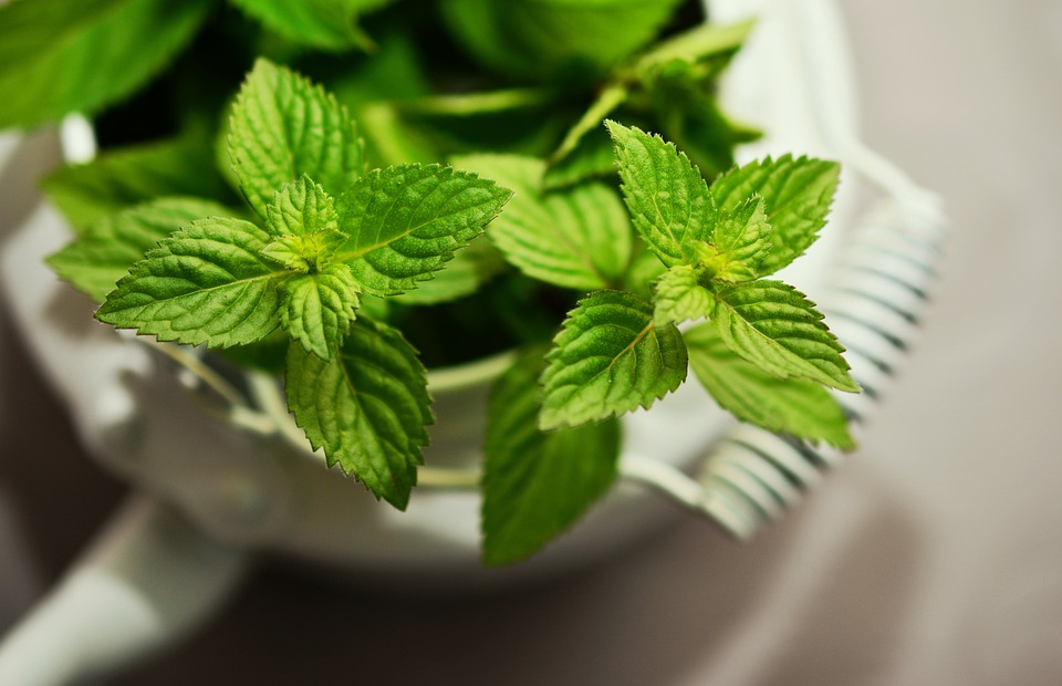 Plantes médicinales pour soutenir la digestion au quotidien
